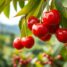 Acerola – najzdrowszy owoc bogaty w witaminę C i przeciwutleniacze