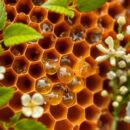 Propolis – zdrowotne właściwości, zastosowania i dawkowanie