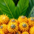 Właściwości i zdrowotne korzyści owoców Rollinii