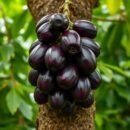 Jabuticaba – zdrowotne właściwości, wartości odżywcze i zastosowanie