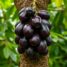 Jabuticaba – zdrowotne właściwości, wartości odżywcze i zastosowanie