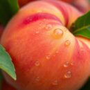 Brzoskwinia – właściwości zdrowotne, odżywcze i kosmetyczne tej owocowej skarbnicy