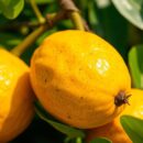 Langsat – zdrowe i egzotyczne owoce z tropików