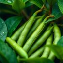 Fasola limonkowa – zdrowe właściwości i korzyści w diecie