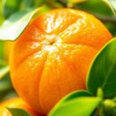 Satsuma – zdrowe właściwości mandarynki i korzyści zdrowotne