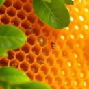 Propolis – jak stosować, dawkować i korzystać z jego dobrodziejstw?