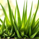Aloes – rodzaje, właściwości zdrowotne i zastosowania w pielęgnacji