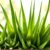 Aloes – rodzaje, właściwości zdrowotne i zastosowania w pielęgnacji