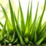 Aloes – rodzaje, właściwości zdrowotne i zastosowania w pielęgnacji