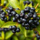 Aronia – właściwości zdrowotne i zastosowanie w diecie
