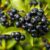 Aronia – właściwości zdrowotne i zastosowanie w diecie