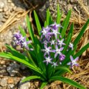 Czosnek skalny – właściwości, zastosowanie i zdrowotne korzyści